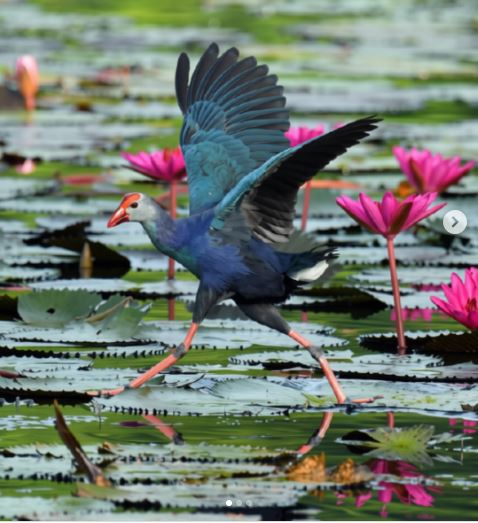 Gray-headed Swamphen (Porphyrio poliocephalus) in Anawilundawa Bird Sanctuary